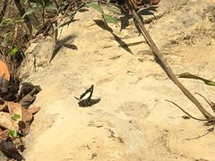 -广州白江湖森林公园