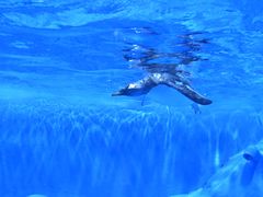 -石家庄极地海洋世界
