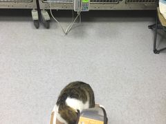 -艾贝尔宠物医院·24H转诊中心·肿瘤猫专科(江宁双龙店)