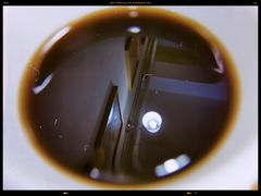 -两棵枇杷树