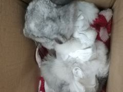 -瑞派·关忠动物医院·异宠专科·犬猫肿瘤·皮肤专科(望京店)