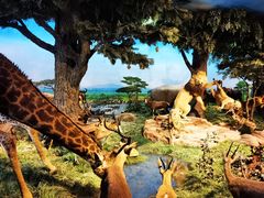 -国家自然博物馆