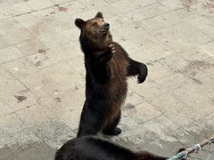 -大连森林动物园