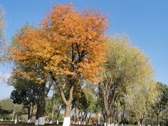 -九里河湿地公园