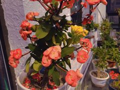 -北京龙庆四季香农家饭庄·灶台鱼·碳烤虹鳟鱼(龙庆峡店)