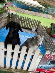 -萌宠亲子动物乐园(槐房万达店)