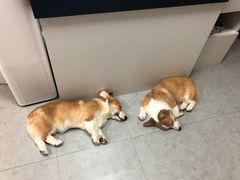 -汪说·狗咖(旺城大厦店)