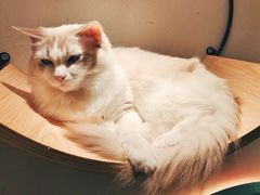 -飞行喵MR PILOT|猫舍·猫咖(静安大融城店)