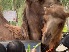 -长白岛森林公园