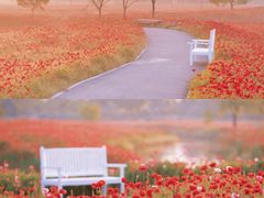 -花开海上生态园