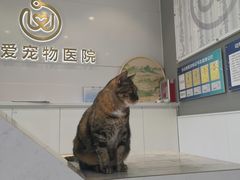 -关爱宠物医院·猫科中心·消化科(滨湖万达分院)