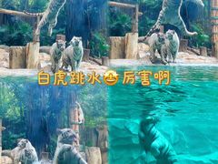 -广州长隆野生动物世界