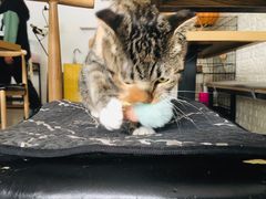 -平行世界·猫咖(首经贸店)