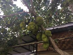 -瑞丽独树成林风景区