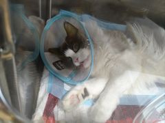 -四月宠物医院·猫专科·心脏专科·内科(转塘店)