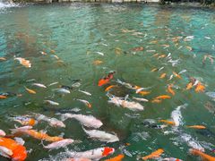 -西双版纳原始森林公园