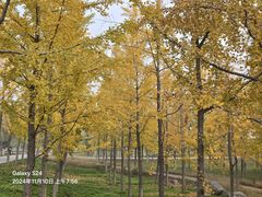 -汉长安城未央宫国家考古遗址公园