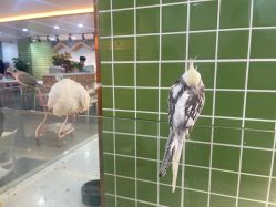-Moni星球萌宠·小马宝莉·灵蛇·高端高阶全萌宠互动体验俱乐部(红豆国际广场店)