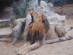-清迈夜间动物园