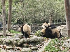 -都江堰中华大熊猫苑