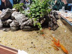 -森味薪火烧•烧鸟居酒屋•日本料理(望京店)