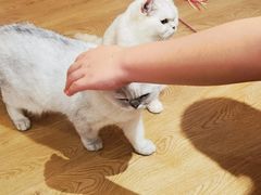 -1013 PET SHOP精品宠物商店(丁香店)