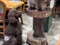 -more than meow吴止猫主题餐厅(承德 中船汇店)