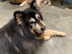 -more than meow吴止猫主题餐厅(承德 中船汇店)