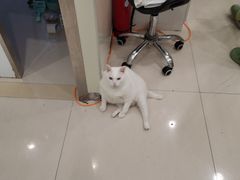 -艾吉宠物医院·疑难杂症转诊中心·猫友好(碧江路院)