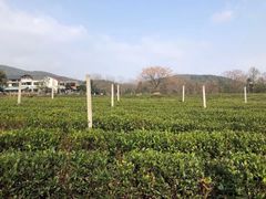-龙坞茶村