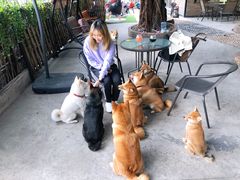 -柴犬高等学院·狗咖·柴犬售卖·宠物训练