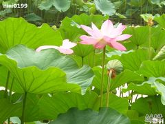 -紫竹院公园冰场