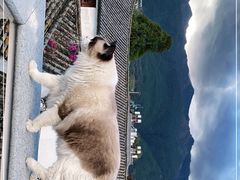 -喵屿·大理花园猫咖