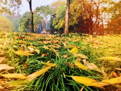 -西湖外事游船(花港观鱼码头)