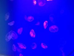 -福州罗源湾海洋世界旅游区