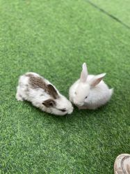 -萌宠亲子动物乐园(槐房万达店)