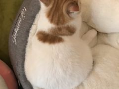 -滚猫咖啡·猫咖·猫友好撸猫(未来城店)