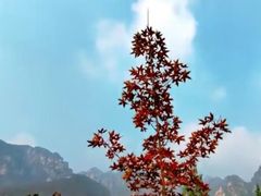 -狼牙山风景区
