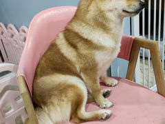 -汪说·狗咖(旺城大厦店)