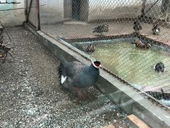-青藏高原野生动物园