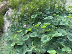 -长春市南湖公园