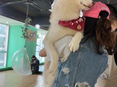 -Husky Go! 哈士奇体验馆·宠物咖啡厅狗咖