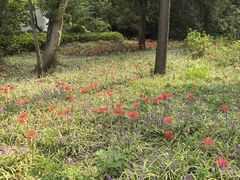 -东湖落雁景区