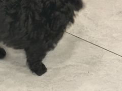 -柴犬小屋·柴餐厅·狗咖食堂(金鼎广场店)