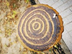 -白水寺森林公园