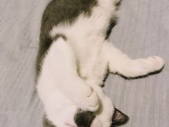 -Bastet sally猫舍购宠(静安店)