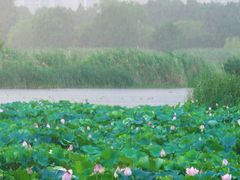 -贡湖湾湿地公园