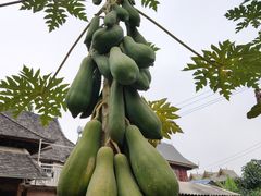 -西双版纳傣族园