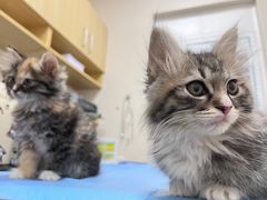 -芭比堂动物医院·CT·微创中心(新顺分院)