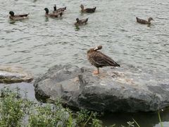 android_upload_pic-上海怡沁园度假酒店